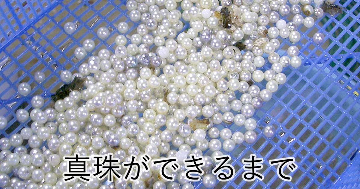 真珠ができるまで 宇和島イノウエパール 花珠真珠ネックレス専門店 Uwajima Inoue Pearl